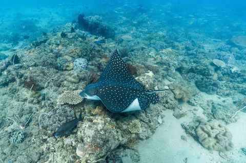 Child Island Dive Site - Accommodation Sunshine Coast 0