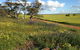 Coorow Wildflower Drive - thumb 0