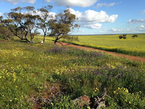 Coorow Wildflower Drive - Accommodation Sunshine Coast 0