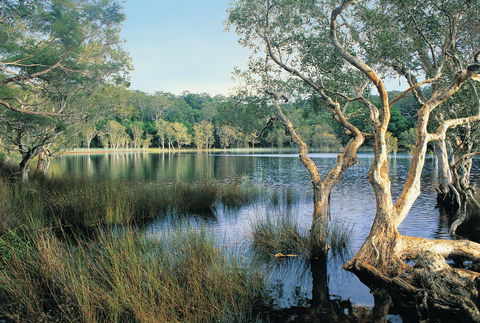 Cooloola, Great Sandy National Park - Accommodation Sunshine Coast 1