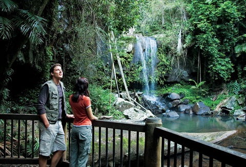Curtis Falls Track, Tamborine National Park - Accommodation Sunshine Coast 0