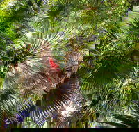 Depot Beach Rainforest Walk - Accommodation Sunshine Coast