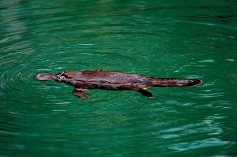 Explore The Mackay Region In One Day - Accommodation Sunshine Coast 1