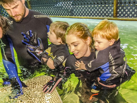 Irukandji Shark And Ray Encounters - Accommodation Sunshine Coast 1