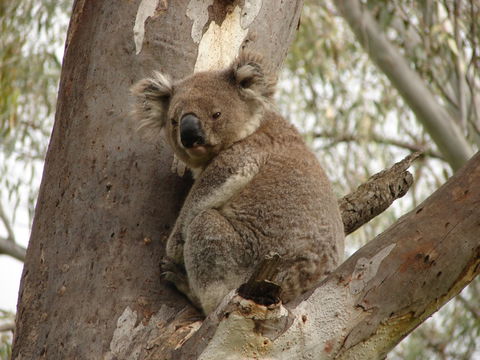 Koala Spotting Narrandera - Accommodation Sunshine Coast 0