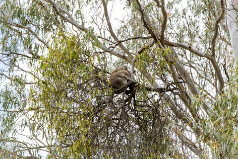 Koala Spotting Narrandera - Accommodation Sunshine Coast 1