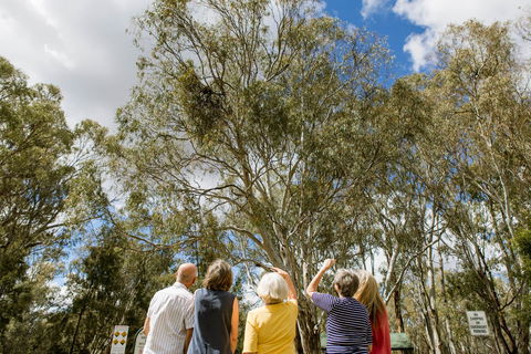 Koala Spotting Narrandera - Accommodation Sunshine Coast 2