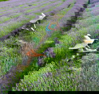 Lavandula Swiss Italian Farm - Accommodation Sunshine Coast