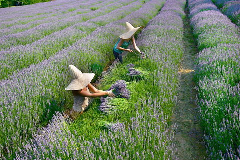 Lavandula Swiss Italian Farm - Accommodation Sunshine Coast 0
