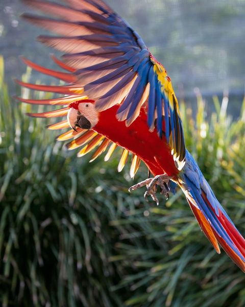 Maleny Botanic Gardens And Bird World - Accommodation Sunshine Coast 1