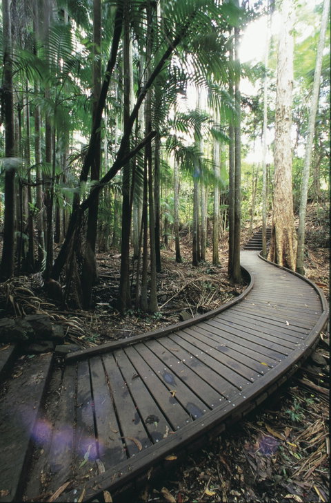 Mapleton Falls National Park - Accommodation Sunshine Coast 1