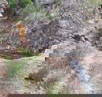 Mill-bullah Walking Track - Accommodation Sunshine Coast