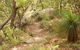 Mount Carnarvon Walking Track - thumb 0