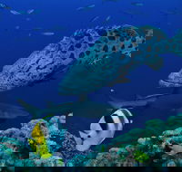 Osprey Reef - Accommodation Sunshine Coast