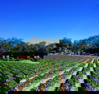 Palmview - Accommodation Sunshine Coast