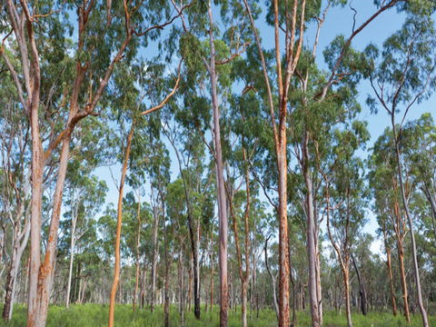 Pilliga Forest - Accommodation Sunshine Coast 1