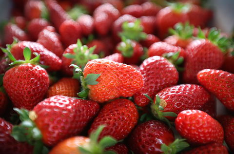 Ricardoes Tomatoes And Strawberries Farm, Port Macquarie - Accommodation Sunshine Coast 1