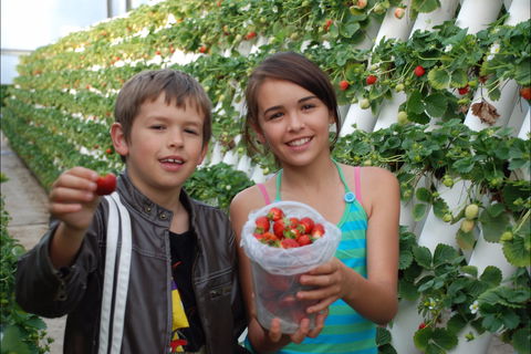 Ricardoes Tomatoes And Strawberries Farm, Port Macquarie - Accommodation Sunshine Coast 2