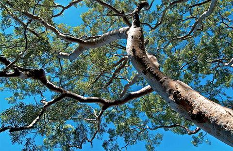 Ridge Walking Track - Accommodation Sunshine Coast 0