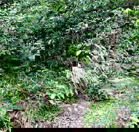 Seaforth Oval to Natural Bridge Track - Accommodation Sunshine Coast
