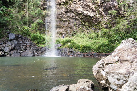 Twin Falls Circuit, Springbrook National Park - Accommodation Sunshine Coast 0