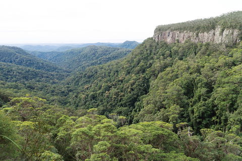 Twin Falls Circuit, Springbrook National Park - Accommodation Sunshine Coast 1