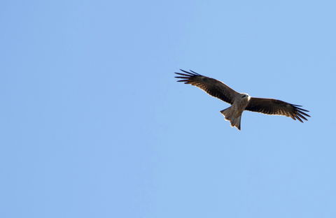 Yanga Lake Red Gum Bird Hide - Accommodation Sunshine Coast 0