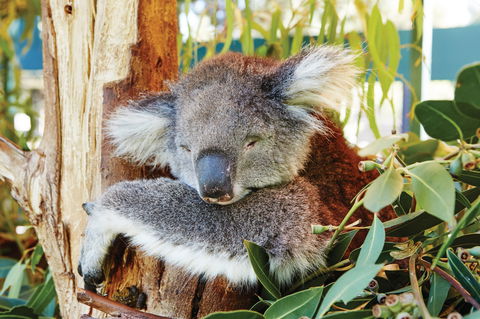 Animals And Family Fun - Accommodation Sunshine Coast 0