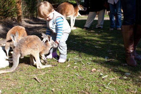 Animals And Family Fun - Accommodation Sunshine Coast 1