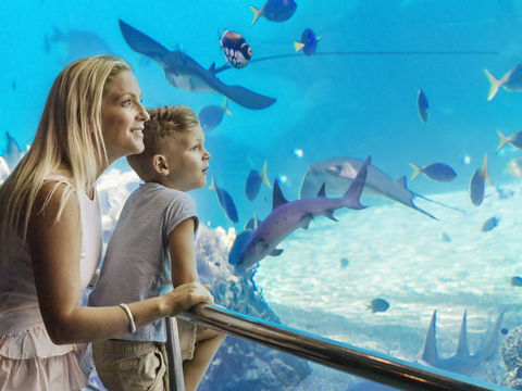 Australia's Sea World - Accommodation Sunshine Coast 2