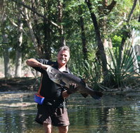 Barra Feeding - Accommodation Sunshine Coast