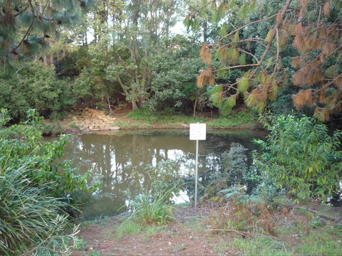 Birdwing Butterfly Walk - Accommodation Sunshine Coast 0