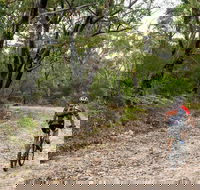 Cawleys Road trail - Accommodation Sunshine Coast