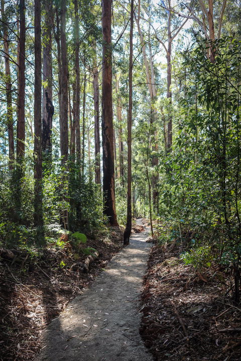 Coopernook Forest HQ - Accommodation Sunshine Coast 1