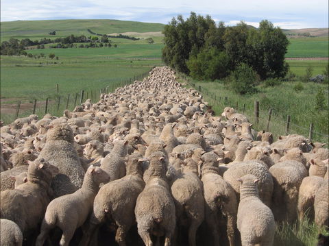 Curringa Farm - Accommodation And Farm Tours - Accommodation Sunshine Coast 0