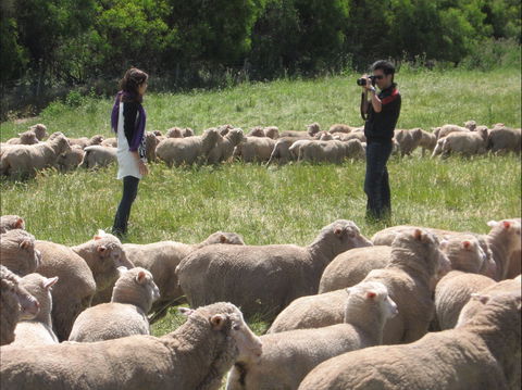 Curringa Farm - Accommodation And Farm Tours - Accommodation Sunshine Coast 1