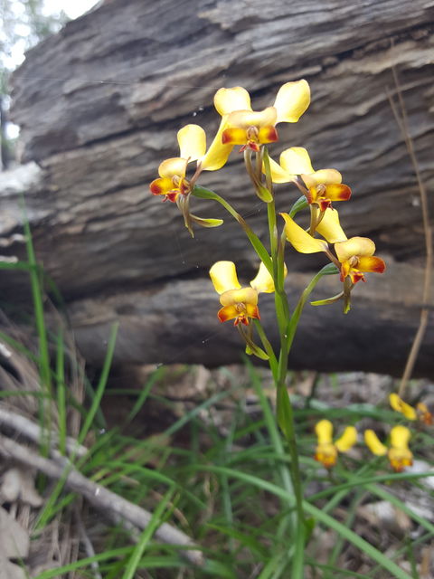 Dawn Atwell Nature Reserve - Accommodation Sunshine Coast 0
