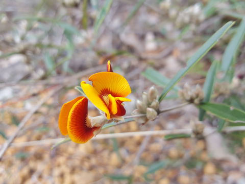 Dawn Atwell Nature Reserve - Accommodation Sunshine Coast 1