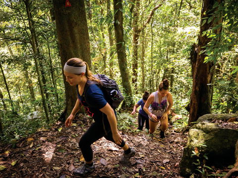 Devils Thumb (Manjal Jimalji) Trail - Accommodation Sunshine Coast 0