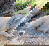 Durong Dingo Sanctuary - Accommodation Sunshine Coast
