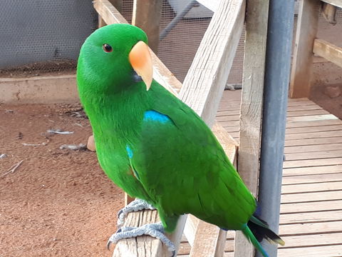 Eyre Reptile & Wildlife Park - Accommodation Sunshine Coast 0