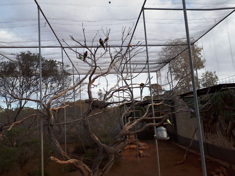 Eyre Reptile & Wildlife Park - Accommodation Sunshine Coast 2