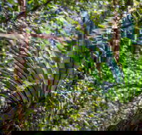 Great North walk - Palm Grove Nature Reserve - Accommodation Sunshine Coast