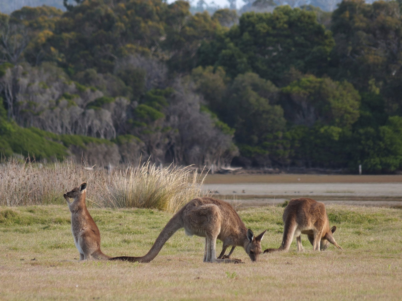 Bakers Beach TAS Accommodation Sunshine Coast