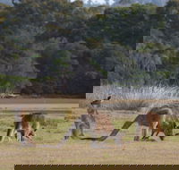 Great Nature Trail - Accommodation Sunshine Coast