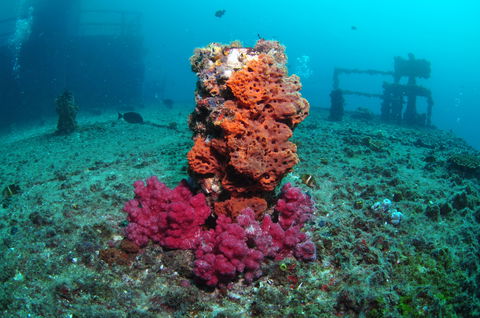 HMAS Brisbane Dive Site - Accommodation Sunshine Coast 0