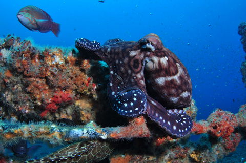 HMAS Brisbane Dive Site - Accommodation Sunshine Coast 2