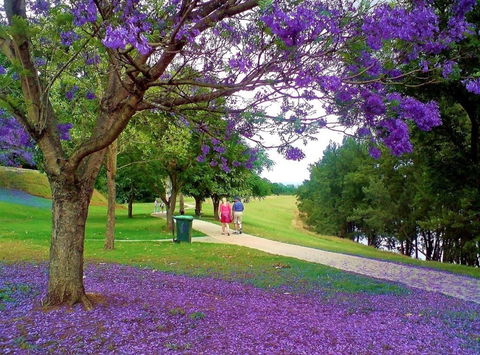 Howe Park - Accommodation Sunshine Coast 0