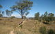 Kambah Pool To Pine Island Walking Trail - thumb 1