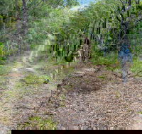 Kangaroo River Walking Track - Accommodation Sunshine Coast